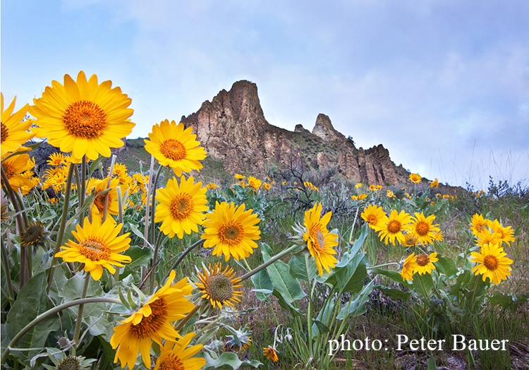 Wenatchee Foothills Campaign