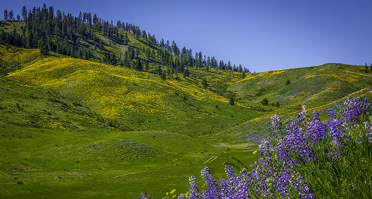 Cashmere Canyons Preserve