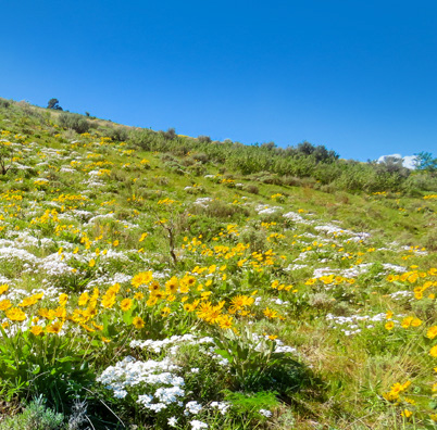 Badger Mountain