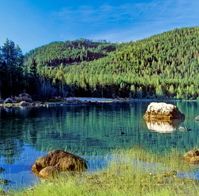 Nason Ridge Community forest
