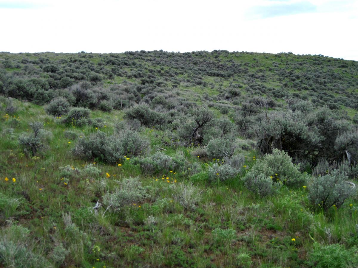 Here a more natural shrub-steppe shows clumps of grass with gaps between. We hope one day our Foothills could look more like this.