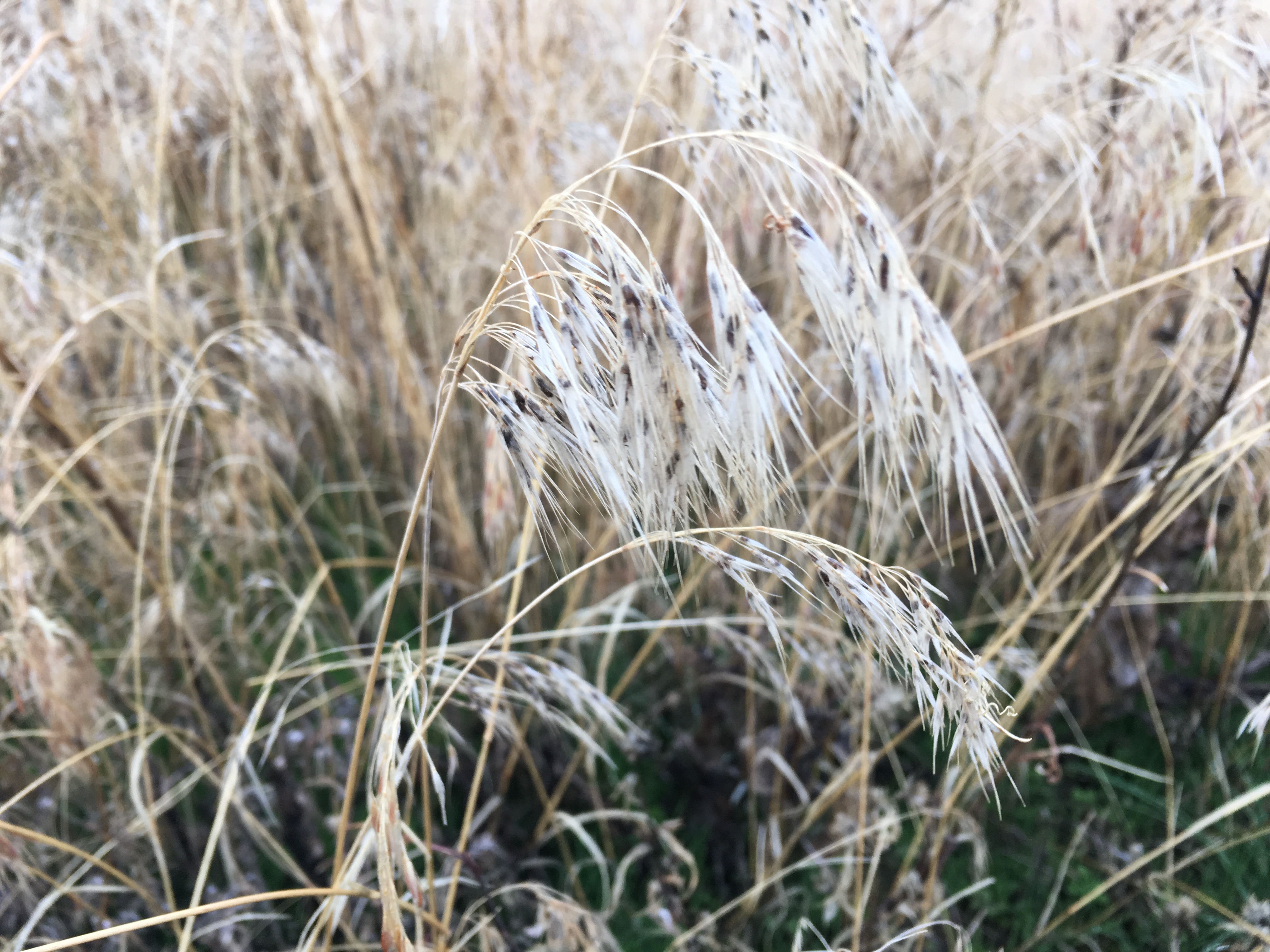 cheatgrass