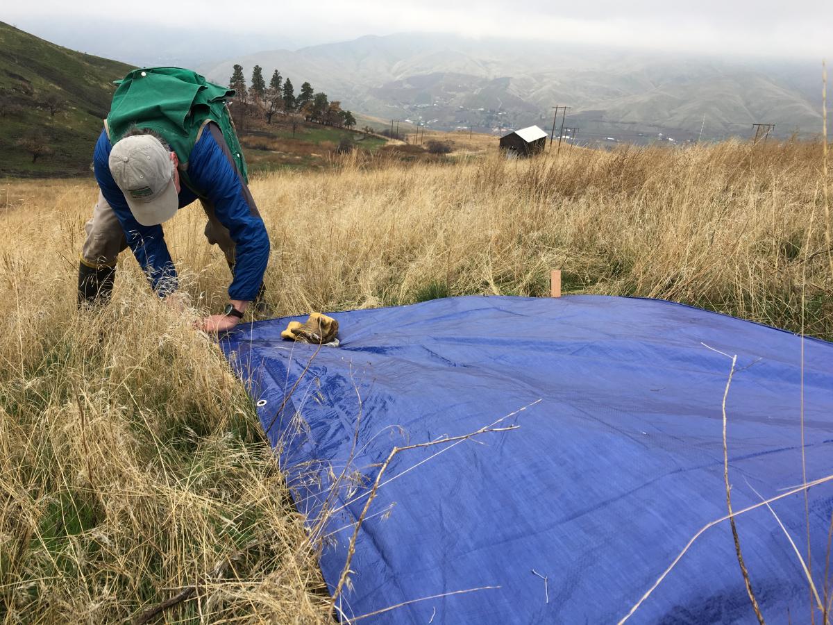 After flattening the existing plants, the tarp was staked down tight to the ground to reduce leakage.