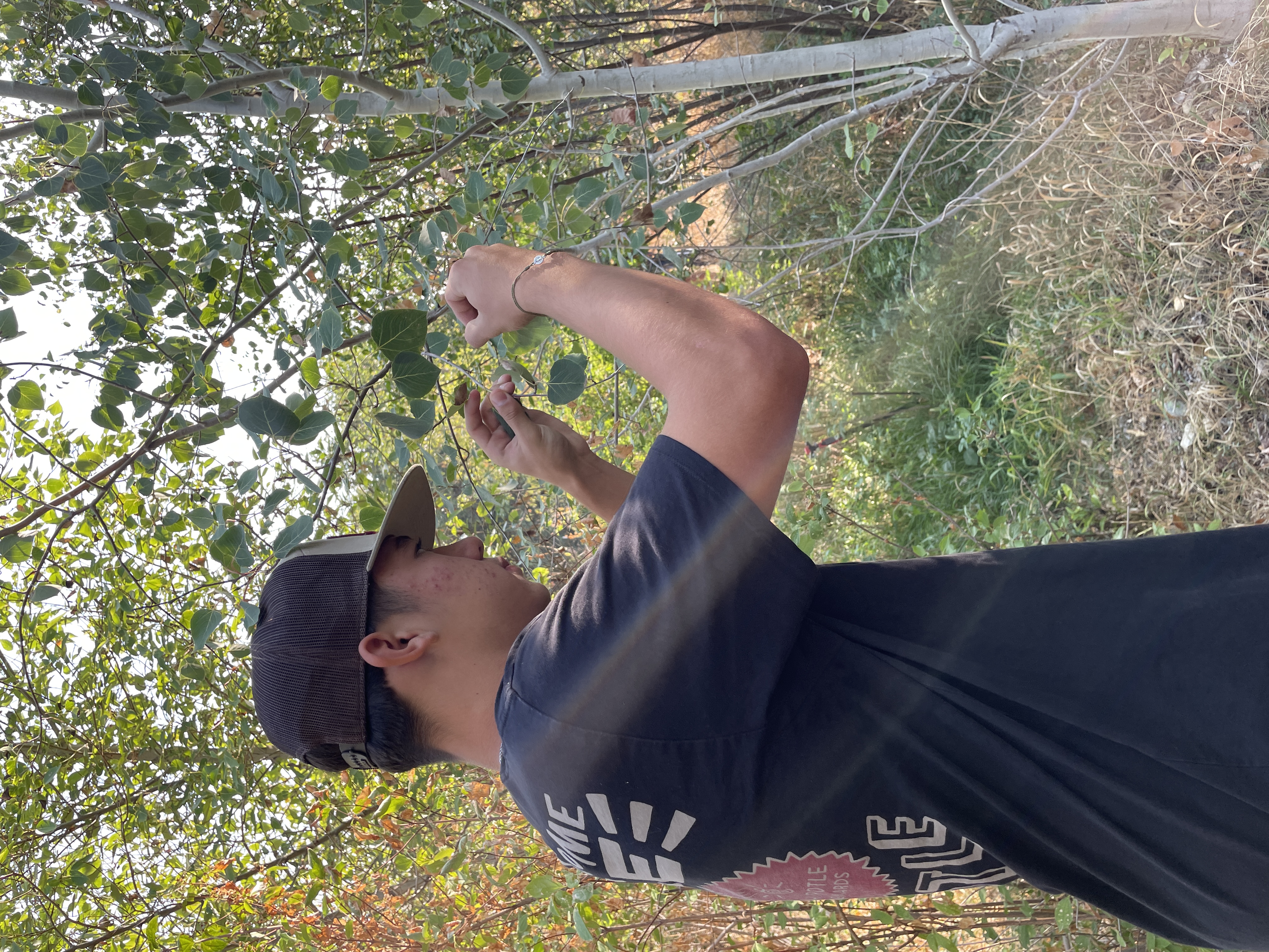 Student looking at tree