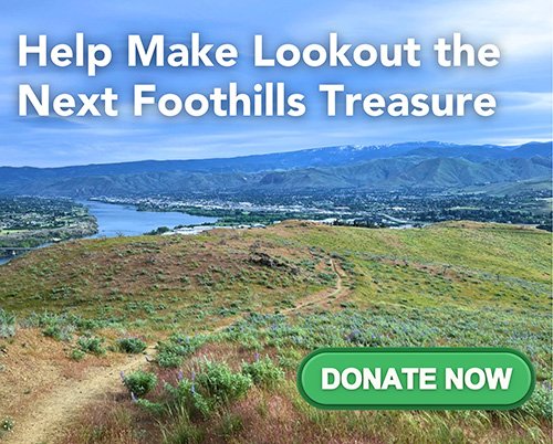 Donate box for Lookout