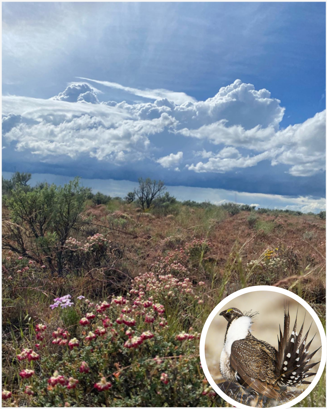 image of shrub-steppe and grassland habitat