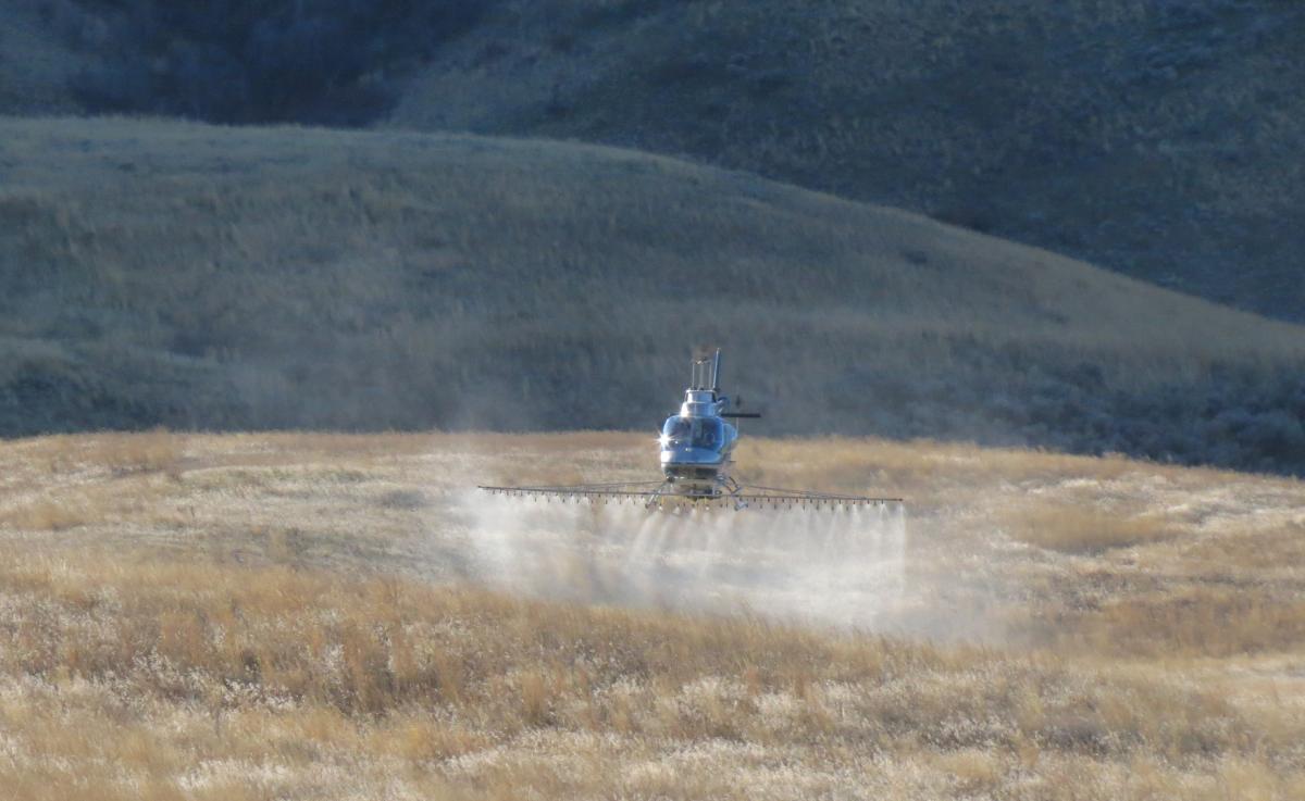 A helicopter flown by Ryan McDonald with North Wind Aviation sprays the biocontrol on the treatment area.