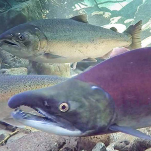 Salmon swimming in river