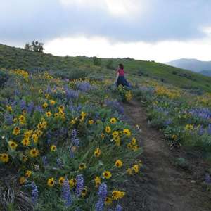 Person walking on trail with Balsam Root wildflowers