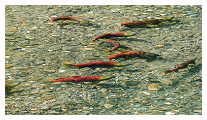 Exciting News for the White River and Eagle Rock!