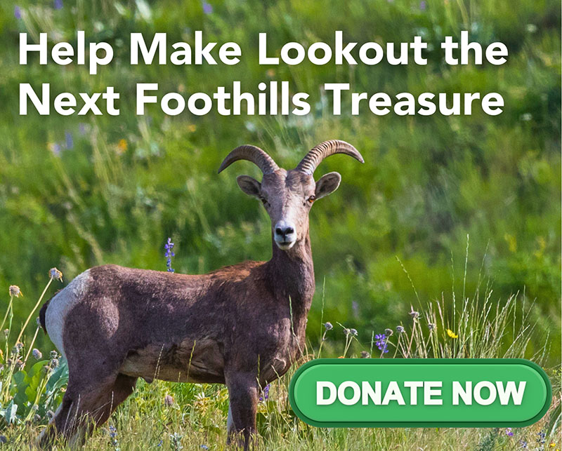 image of big horn sheep in the foothills and to donate