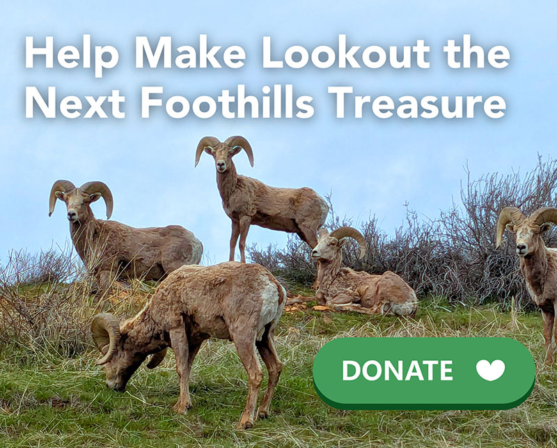 goats looking over the hill