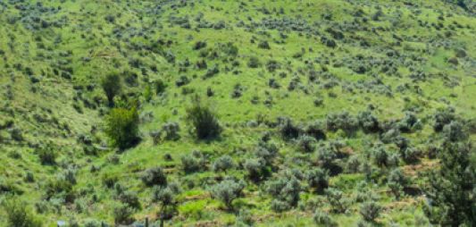 Foothills trails