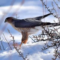 Raptors of Winter by Dave Hillestad