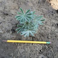 Post-fire regrowth