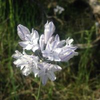 Early Spring Wildflowers