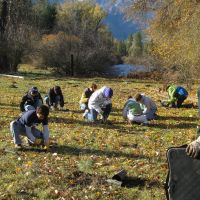 Fromm Planting