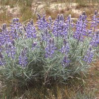 Silky lupine