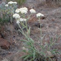 yarrow
