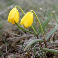 yellow bells