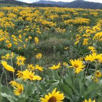 balsamroot bloom on Glacier View Trail