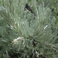 Stiff sagebrush