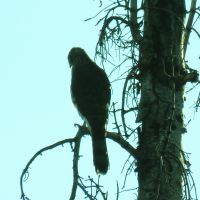 eBirding