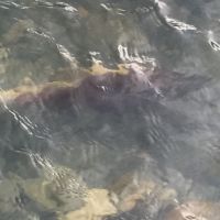 sockeye salmon