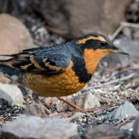 varied thrush
